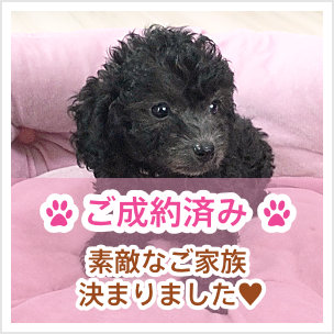 [未使用]スィートプードル／Sweet Poodle